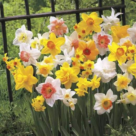 Narcissus bulbs, water-cultured soil-cultured potted plants, imported double-flowered narcissus, four-season blooming autumn and winter cold-resistant seeds, float parade (3 balls) 12+