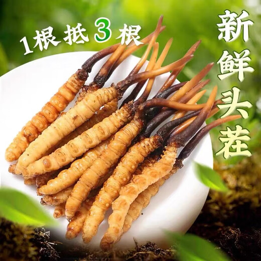 西藏直发正宗高海拔新鲜冬虫夏草2025年头茬精选鲜虫草高档滋补品 新鲜大断草50克装【营养价值高】