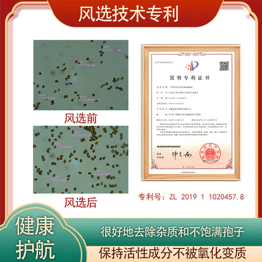 Qiaokang Breaking Wall Ganoderma Lucidum Spore Powder 50g für Menschen mittleren Alters und ältere Menschen zur Verbesserung der Immunität, hohe Triterpene 10,5% organisch gepflanzte Jinzhai 4 Kisten (6 Boxen mit 300 g insgesamt)