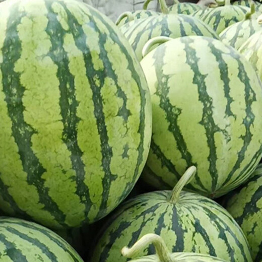 Zhongke Maohua Vegetable and Fruit Seeds Zhongke Honey Kirin Watermelon Seeds Hainan Kirin 8424 Super Sweet Jingxin Type Zhejiang Kirin Melon Center Sugar 12.7 Zhongke Honey Kirin 50g/box 3 boxes of value pack