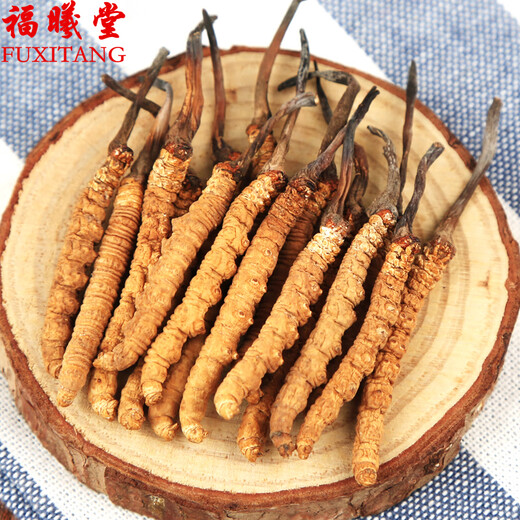 Zangxitang Naqu Cordyceps sinensis, tibetanische Naqu Cordyceps sinensis, Geschenkbox, Cordyceps sinensis 3 1 Gramm 10 Gramm