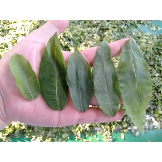 
Qingqian Liu Tea, tender leaf tea 250g Zhangjiajie, Jinqian Liu [Preferred] 250g/bag