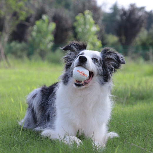 GiGwi dog toy, bite-resistant and molar-resistant, small dog toy ball, self-stimulating cat toy, explosive ball, pet toy ball
