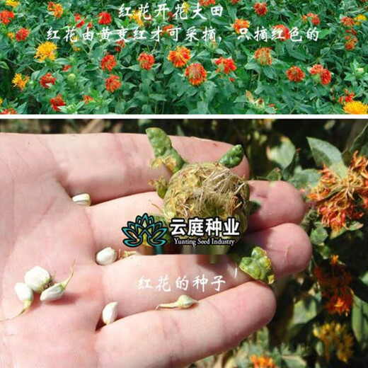 Li Xin Chinese herbal medicine safflower seeds saffron seeds Xinjiang thornless safflower seeds large field planting seeds 50 safflower seeds + fertilizer