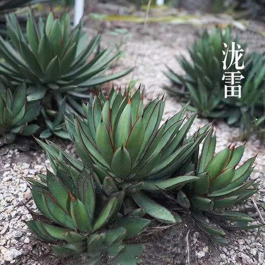 Qiuying agave tequila 22-22 cm