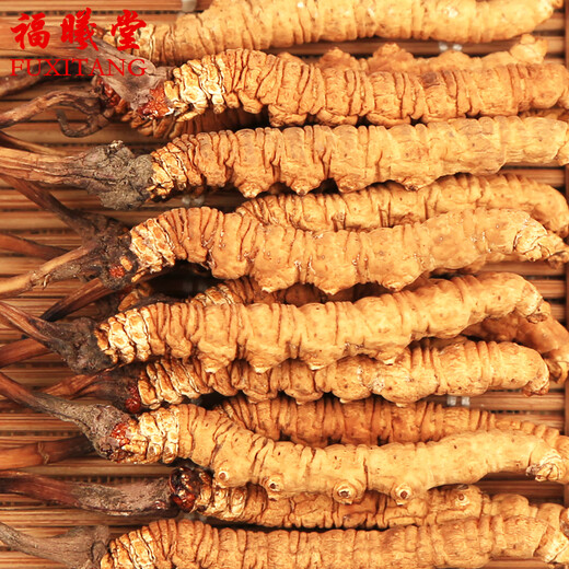 Fuxitang naqu cordyceps sinensis Высоко высокая высота тибета Naqued cordyceps sinensis тибетские cordyceps sinensis с твердым деревянной трубкой деревянная коробка 5 штук/грамм общее 2 грамма всего 10 штук cordyceps sinensis sinensis