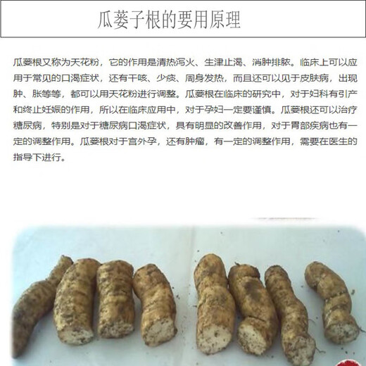 Kludong 24 Tianzhu Mountain new seedlings Trichosanthes melon seedlings No. 9 seedlings No. 20 seedlings Trichosanthes trichosanthes root seedlings Chinese medicinal materials Hanging melon seed seedlings Gualou seedlings No. 9 live seedlings now harvesting 2 plants