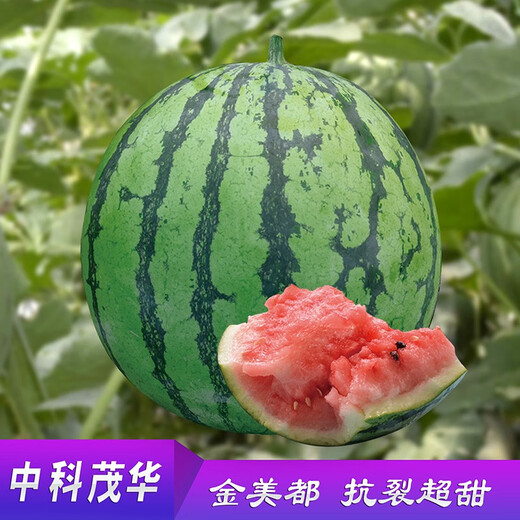 Zhongke Maohua vegetable and fruit seeds Jinmeidu watermelon seeds improved 8424 Kirin melon high purity Zhejiang Meidu watermelon seeds Jinmeidu 2000 capsules/box special for seedlings