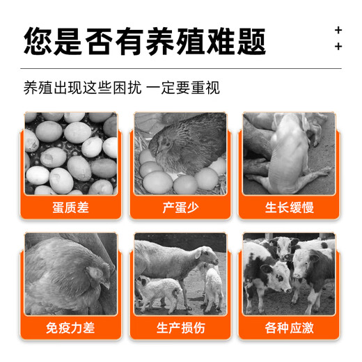 Animal husbandry concentrated cod liver oil for chickens, ducks, geese and pigeons to supplement multivitamin, mineral and trace element feed additives. Concentrated cod liver oil 500ml/bottle