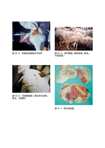 
[Regular authorization - self-operated] Large-scale ecological breeding series--Scale ecological breeding technology of meat sheep (environmental protection scale and high efficiency to raise meat sheep to get rich) 9787122349934