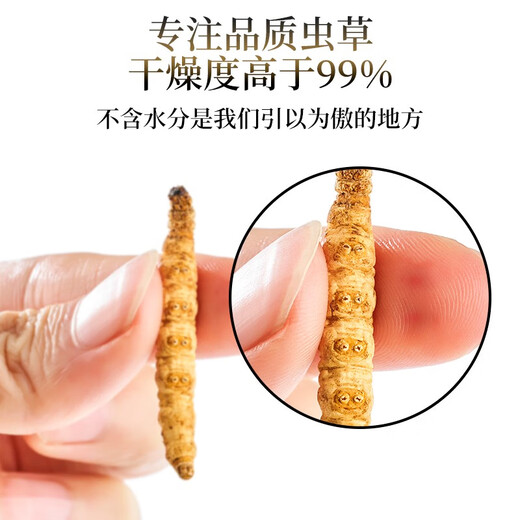 Sandy Konzang Cordyceps Cordyceps Ausgewählte Qualität Cordyceps Cordyceps Ess erschwinglich für Familiengeschenke Ganzes Pure Meat Festival 50g Pack
