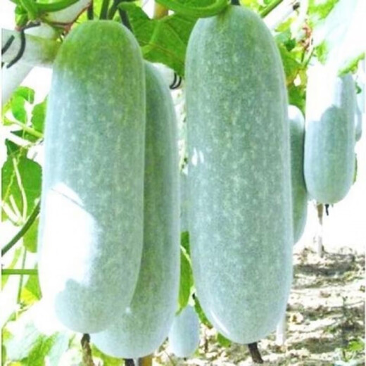One melon per section, winter melon seeds, hairy section melon, small winter melon, stable yield for all seasons in spring, potted vegetable seeds, 100 pieces, pink-skinned winter melon