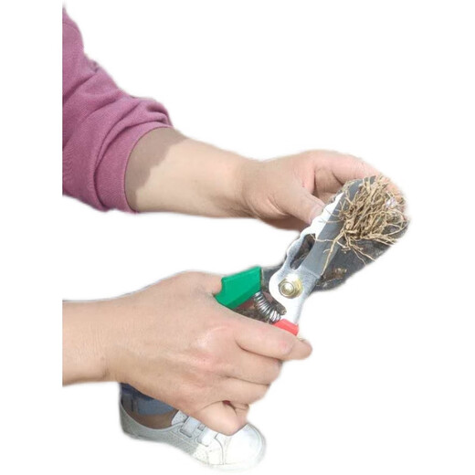 Garlic scissors for cutting garlic stems, fruit picking scissors for processing, garlic scissors, scissors DA2