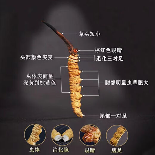 
Authentic Cordyceps gift box genuine dry goods Mid-Autumn Festival gift high-end gifts for elders and parents nutritional products round box 20 pieces