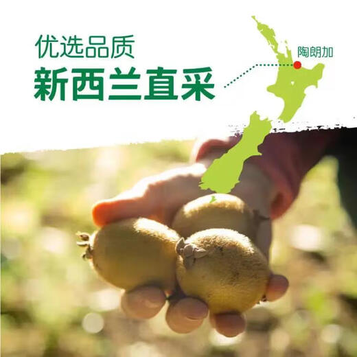 Zespri New Zealand Sunshine Gold Kiwifruit 8 packs, each fruit weighs about 122-146g, straight from the source.