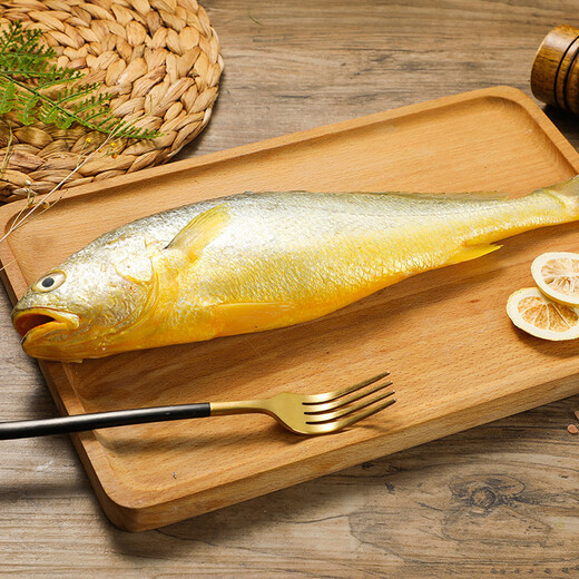 1 large yellow croaker for deep sea swimming (500-600g)