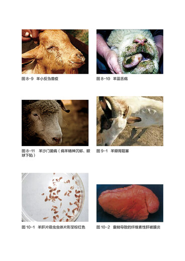 
[Regular authorization - self-operated] Large-scale ecological breeding series--Scale ecological breeding technology of meat sheep (environmental protection scale and high efficiency to raise meat sheep to get rich) 9787122349934