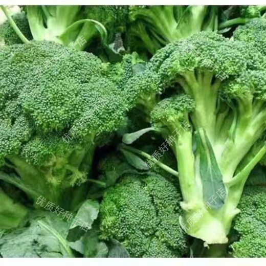 Broccoli seeds broccoli seeds loose cauliflower seeds cauliflower green cauliflower seeds four seasons vegetables original purple cauliflower seeds 4 bags (about 400 grains