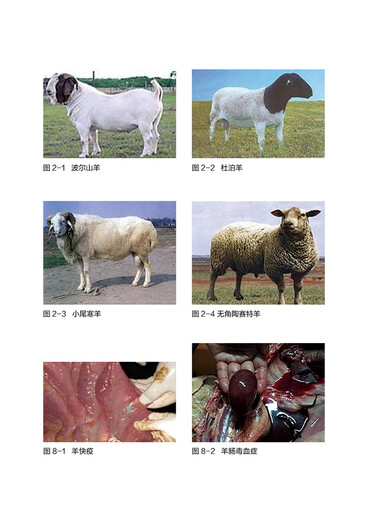 
[Regular authorization - self-operated] Large-scale ecological breeding series--Scale ecological breeding technology of meat sheep (environmental protection scale and high efficiency to raise meat sheep to get rich) 9787122349934