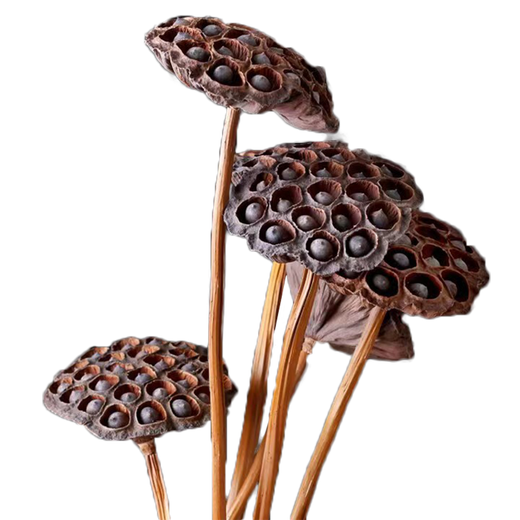 Youyi Dried Flower Extra Large Full Metal Flower Pole with Seeds Dried Lotus Lotus Dried Flowers Decorate Living Room Floor 75cm Real Pole with Seeds Lotus Pole 4 Price