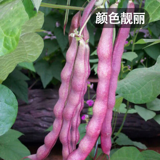 Fengming Yashi green bean seeds spring and autumn purple beans farm field planting red beans seeds 200g