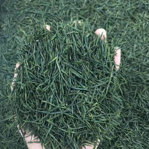 Ganxiangpo 2024 new tea Yuqian tea Maojian tea Dawu Dabie mountain tea Xiaogan Huanggang Macheng Hong'an Yunwu straight strip Maojian 1000g Yuqian bud Maojian teahouse pack