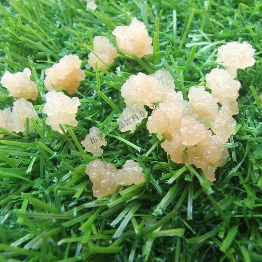 可钦水开菲尔太阳菌红糖菌Water Kefir Grains Tibicos 水克菲尔菌种 单菌种20克无工具