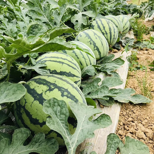 Zhongke Maohua vegetable and fruit seeds Jinmeidu watermelon seeds improved 8424 Kirin melon high purity Zhejiang Meidu watermelon seeds Jinmeidu 2000 capsules/box special for seedlings