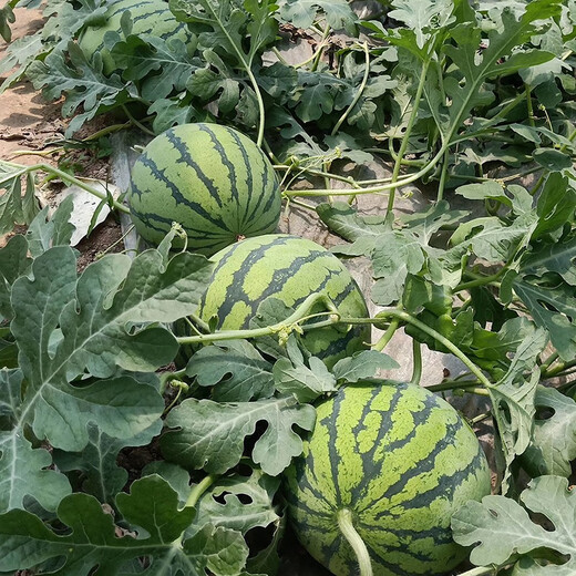 Zhongke Maohua vegetable and fruit seeds Jinmeidu watermelon seeds improved 8424 Kirin melon high purity Zhejiang Meidu watermelon seeds Jinmeidu 2000 capsules/box special for seedlings