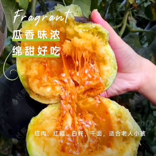 Long-cultivated black beauty melon seeds old variety black skin red flesh dry noodle melon seeds spring and summer seasons potted melon seeds black beauty melon seeds 5g * 5 packs