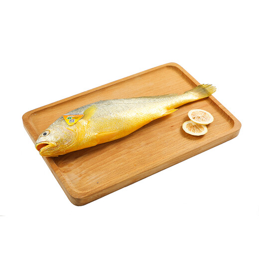 1 large yellow croaker for deep sea swimming (500-600g)
