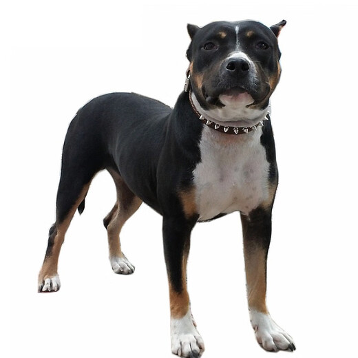 CHUKCHI cowhide pet collar for medium and large dogs