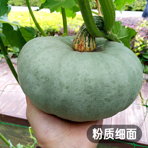 Fengming Yashi Xinjiang Silver Chestnut Pumpkin Seeds Chestnut Flavor Pumpkin Sweet Powder Waxy Spring Silver Chestnut Honey Pumpkin Seeds 20 capsules