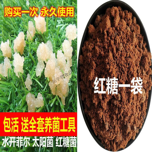 可钦水开菲尔太阳菌红糖菌Water Kefir Grains Tibicos 水克菲尔菌种 单菌种20克无工具