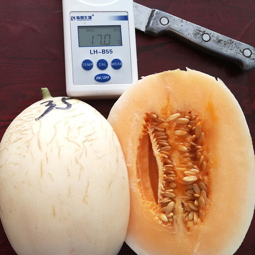 Zhongke Maohua Emerald Croissant Honey Melon Seed Pomeranian 61 White Sand Honey Oriental Honey Combination Home Gardening Balcony Potted Plant Zhongke Pomeranian 25 capsules/bag super sweet and crispy