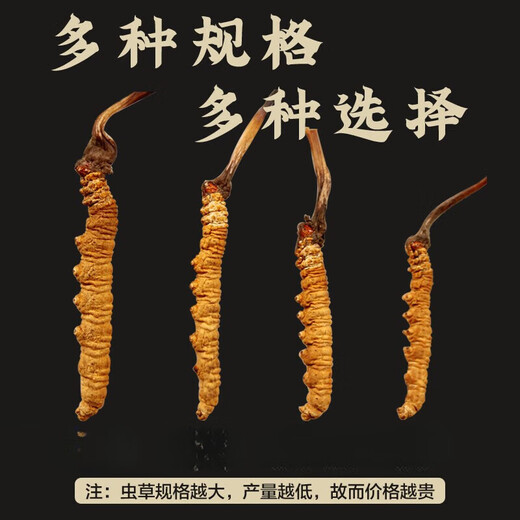 
Yifanmai [Spring Festival Gift Box] Cordyceps sinensis Authentic new product Cordyceps sinensis fresh dried cordyceps sinensis Chinese herbal medicines one (experience package) 5 pieces starting from