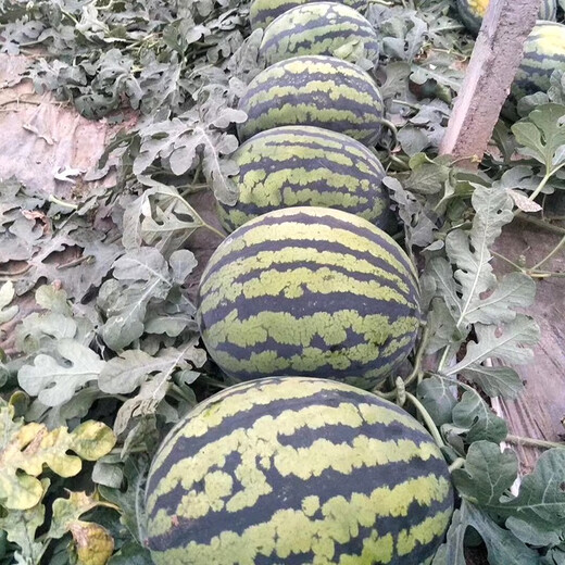 Zhongke Maohua Fruit and Vegetable Seeds Zhongke Sweet King Watermelon Seeds Angfei Legend Sweet King Hybrid High Round Sweet King Big Red Flesh Zhongke Sweet King 100g/box