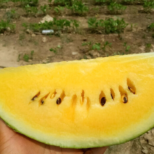 Shouhe Yellow Flesh Watermelon Seeds Yellow Heart Gift Type Yellow Flesh Shouguang Melon Winter and Spring Home Garden Melon Seeds Xiaofeng Watermelon Seeds 30 capsules (10 capsules x 3 packs)