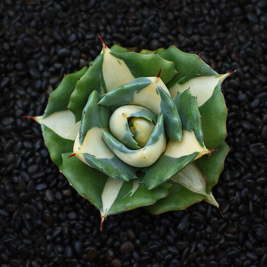 
ZKHE agave potted plant Blue Whale Nin Crown Auspicious Crown Takith Thunder Succulent Succulent Plant Combination Pot Plant Princess Thunder White Middle Spot Single Head 4-5cm Naked Root Without Soil