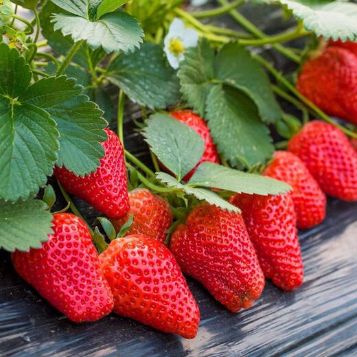 Four Seasons Cream Strawberry Seeds Spring and Autumn Home Balcony Potted Plants for Beginners Easy to Grow Fruit Red Strawberry Seeds Cream Red Strawberry Seeds/pack of about 100 seeds 1 pack of about 100 seeds