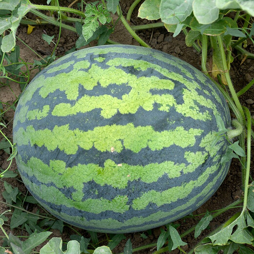 Zhongke Maohua Fruit and Vegetable Seeds Zhongke Sweet King Watermelon Seeds Angfei Legend Sweet King Hybrid High Round Sweet King Big Red Flesh Zhongke Sweet King 100g/box