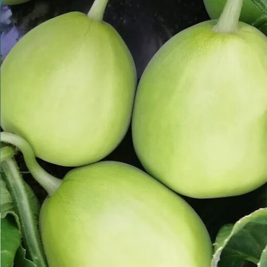 Nongzhi R Ben Tianbao melon seeds honeydew melon Nongzhi Fuji Tianbao melon seeds 2g 2 bags