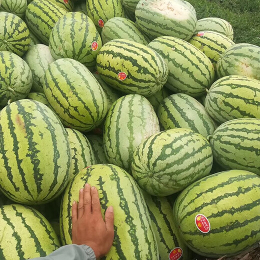 Zhongke Maohua Watermelon Seed Combination Rock Sugar Kirin Zaojia 8424 Super Sweet Jingxin 16 Degree Ice Kirin Watermelon Seed Lazy Man Shenlong Supreme Treasure Xinong No. 8 Sweet King Type Rock Sugar Kirin (Preferred) 5g/bag High Purity Type