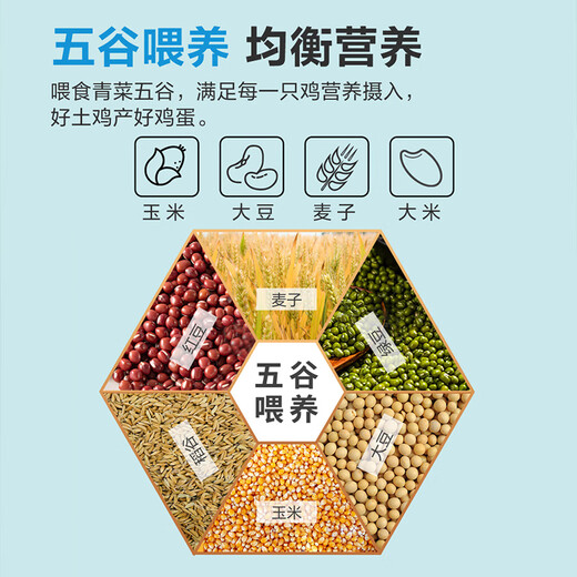 Local eggs, grain-fed, farm-raised fresh eggs, about 40g, breakfast Jingdong fresh soft-boiled eggs, 8 pieces 40-50 Local eggs, grain-fed, farm-raised fresh eggs, about 40g, breakfast Jingdong fresh soft-boiled eggs, 8 pieces 40-50