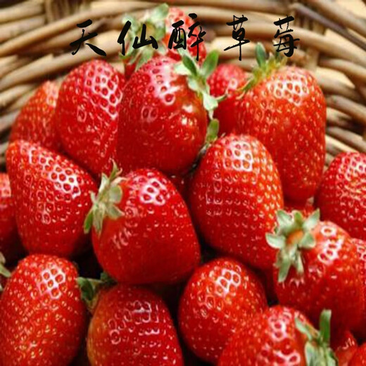 Strawberry seedlings are shipped from the original soil, flowering and big fruit, creamy strawberry seedlings for the four seasons, wholesale, fruit plug seedlings for the current year, 12 Tianxian Drunken Strawberries, shipped from the original soil + fertilizer