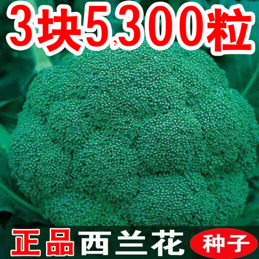 Broccoli seeds broccoli seeds loose cauliflower seeds cauliflower green cauliflower seeds four seasons vegetables original purple cauliflower seeds 4 bags (about 400 grains