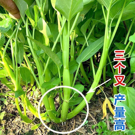 [Vier -Jahres -Gemüsesamen] Spinat Pfauen Vergewaltigung Gemüse Herz kleiner Zwiebel Salat Schnittlauch chinesische Kohl Shanghai Grüne Fenchel Neu gepflanztes Tricho -Gemüse leicht zu überleben ca. 1050 Pillen 3 Packs