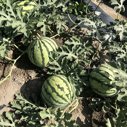 Zhongke Maohua Watermelon Seed Combination Rock Sugar Kirin Zaojia 8424 Super Sweet Jingxin 16 Degree Ice Kirin Watermelon Seed Lazy Man Shenlong Supreme Treasure Xinong No. 8 Sweet King Type Rock Sugar Kirin (Preferred) 5g/bag High Purity Type