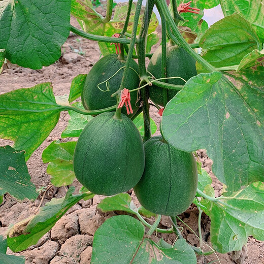 Zhongke Maohua fruit seeds green melon seeds emerald South Korea emerald green jade green skin green flesh melon seeds green jade 600 capsules/bag dark green skin large fruit type