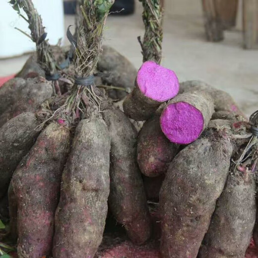 Freshly dug purple yam, leg potato, Huaishan big potato, hairy potato seed, Jiangxi Gannan farm specialty, 5 Jin Jin is equal to 0.5 kg, seedlings, 1 Jin Jin is equal to 0.5 kg